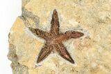 Two Ordovician Starfish (Petraster?) Fossils - Morocco #193724-1